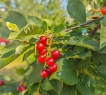 На нем высажены плодоносящие деревья и кустарники, которые требуют минимального ухода и ежегодно приносят урожай свежих фруктов и ягод (яблони, груша, вишня, красная черемуха, калина, смородина , жимолость, виноград и мн др)<br /> <br /><strong>Вспомогательные постройки и инфраструктура:</strong><br /> <br />Территория полностью обустроена для комфортной жизни и ведения хозяйства.