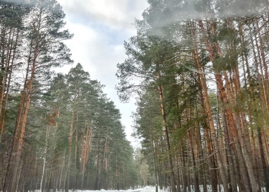 <strong>В продаже участок ИЖС 7 соток в КП "Сосновый Бор" в 20-ти минутах езды от Казани.</strong><br /><br />Коттеджный поселок «Сосновый бор» расположен в Пестречинском районе Республики Татарстан всего в 27 км от Казани.